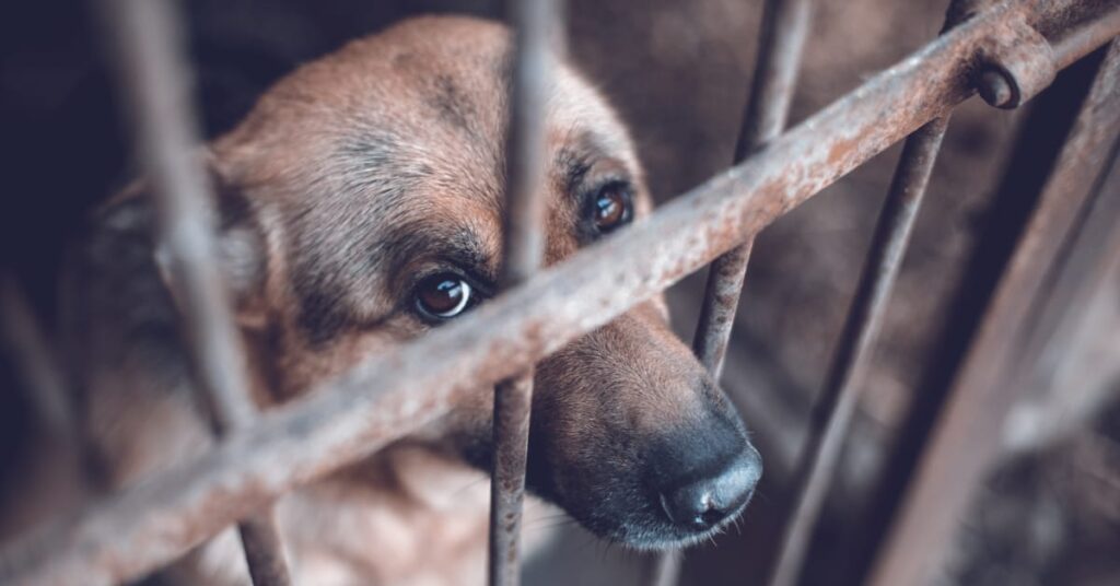 how to report animal cruelty
