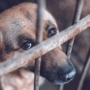 how to report animal cruelty
