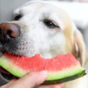 can dogs eat watermelon rind