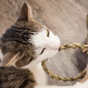 pica in cats