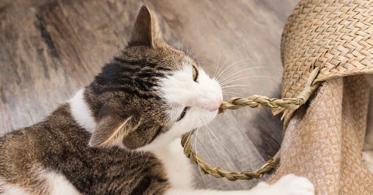 Eating Everything but the Kitchen Sink: Pica in Cats