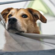 dog camping gear