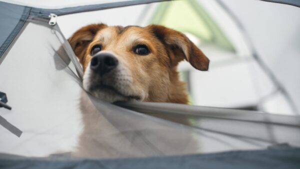 dog camping gear