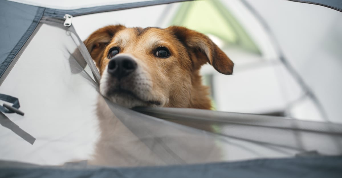 Helpful Tips & Essential Gear for Tent Camping With Dogs