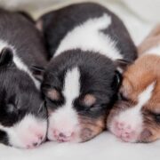when do puppies open their eyes