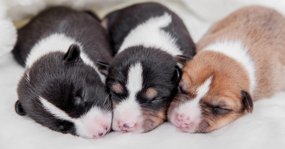When Do Puppies Open Their Eyes?