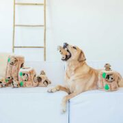dog on couch with squirrel toys. pet prime day deals