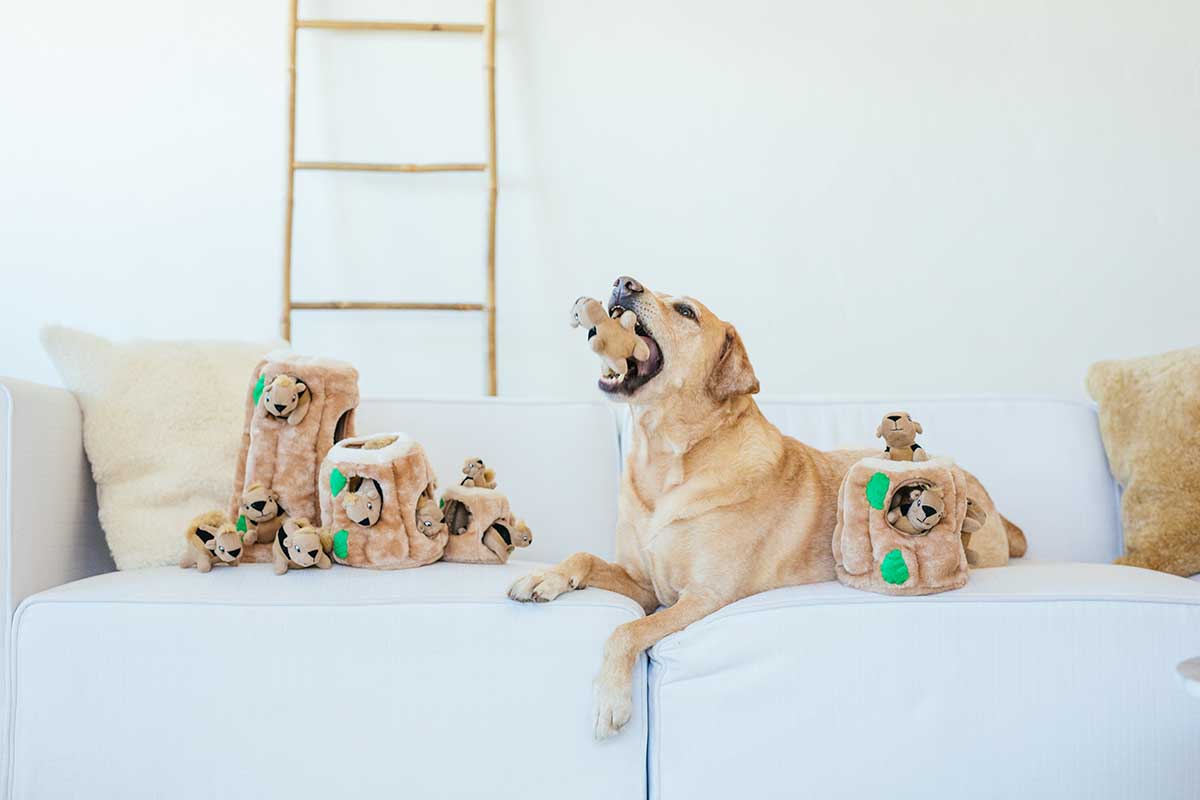 Pet Prime Day Deals to Get Your Paws on This Year