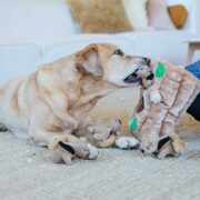 indoor dog toys