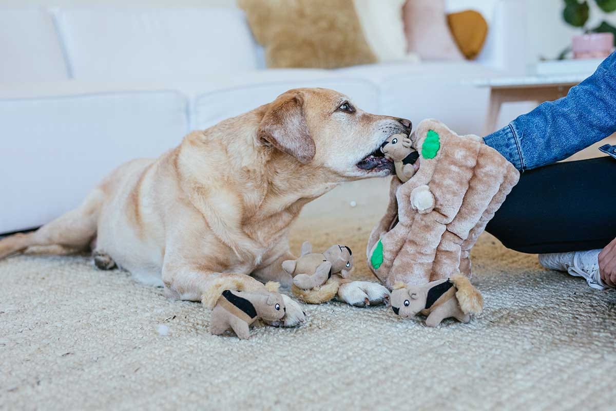 5 Types of Interactive Dog Toys to Occupy, Entertain, and Exercise Your Dog Inside