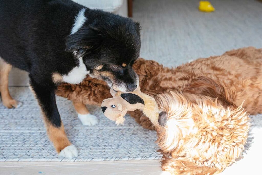 2 dogs playing