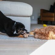 2 dogs playing