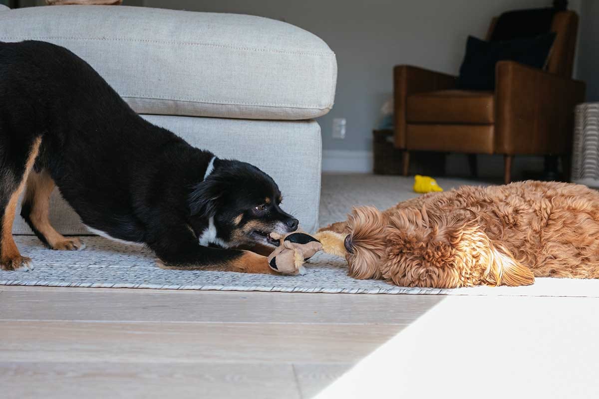 7 Questions to Ask Yourself if You’re Considering a Second Dog