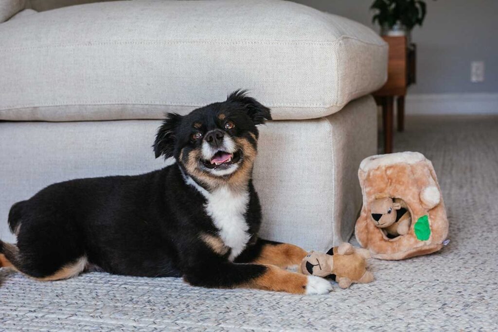 small dog smiling