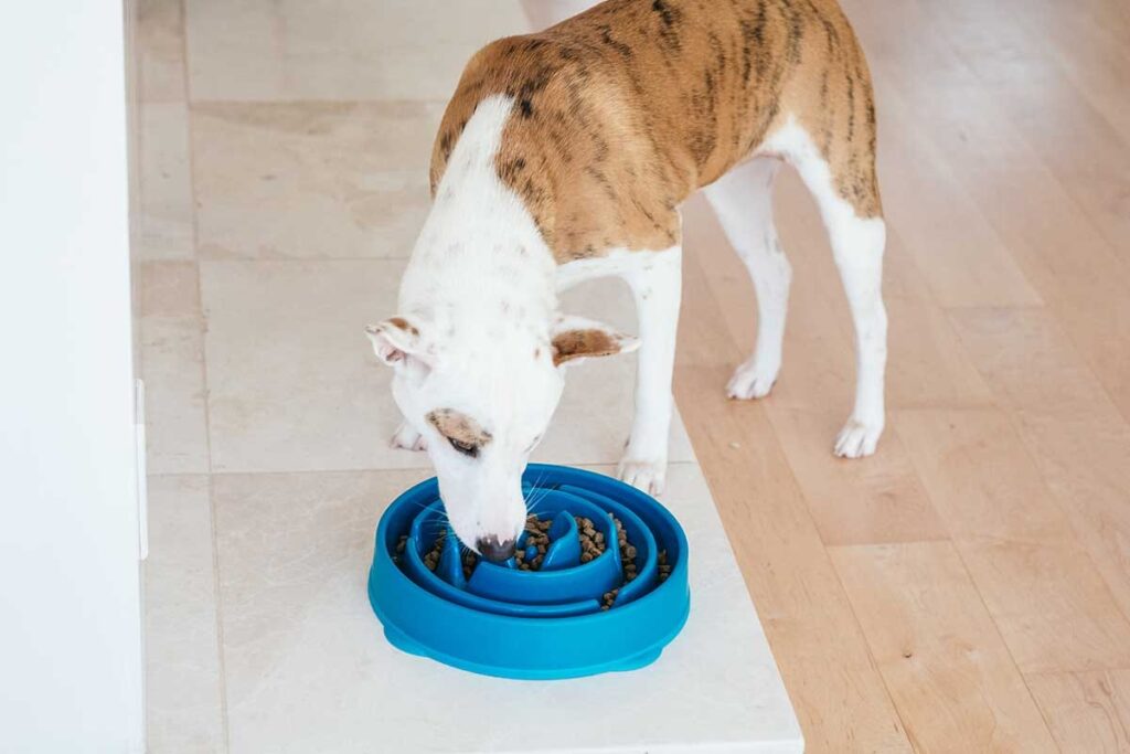 dog eating meal
