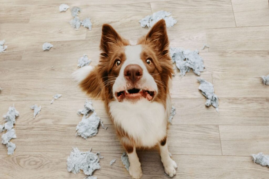 how to tell if your dog has separation anxiety