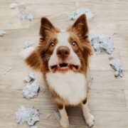 how to tell if your dog has separation anxiety