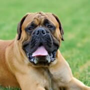 best toys for mastiffs