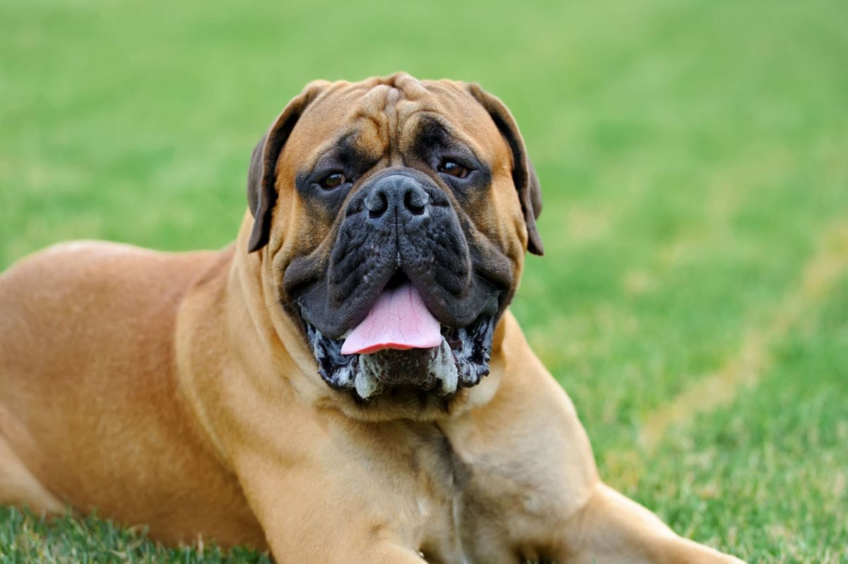 Big Boi Toys: The Best Toys for Mastiffs