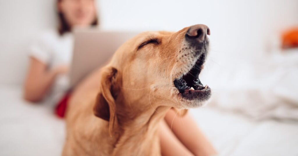 do dogs get tired of barking