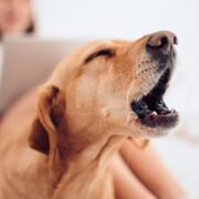 do dogs get tired of barking