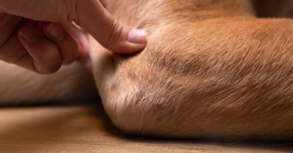 elbow dysplasia in dogs