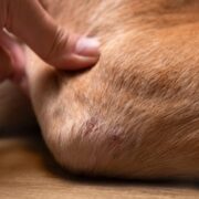 elbow dysplasia in dogs