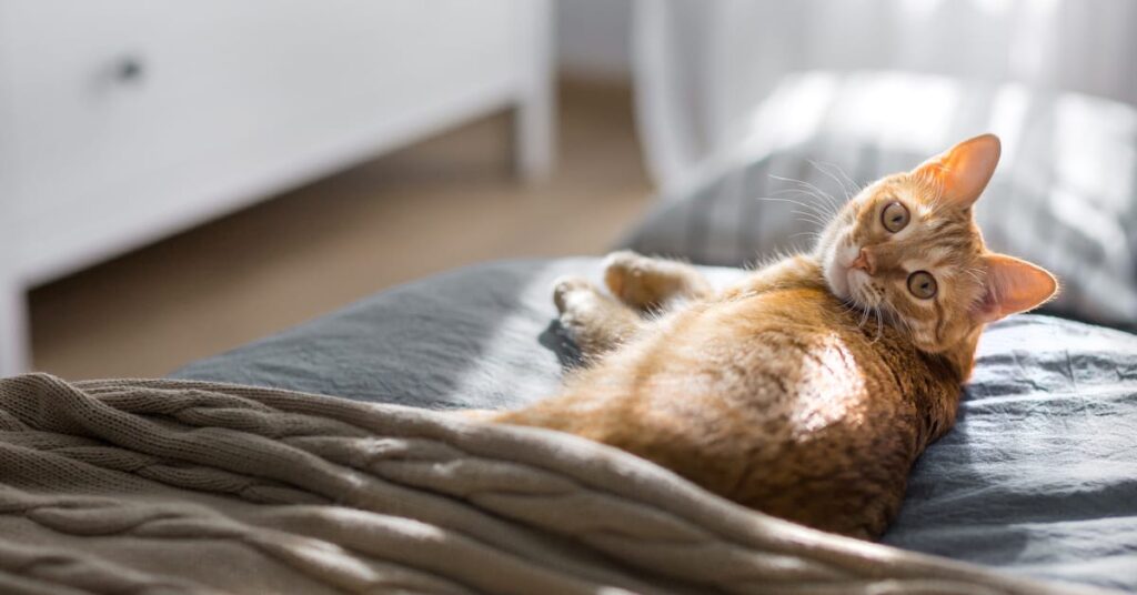 how to keep cats cool in summer