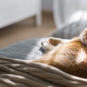 how to keep cats cool in summer