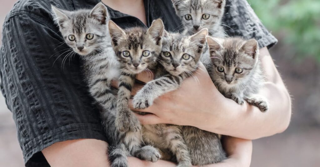 kitten season