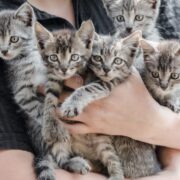 kitten season
