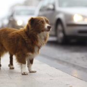 what to do if you find a lost dog