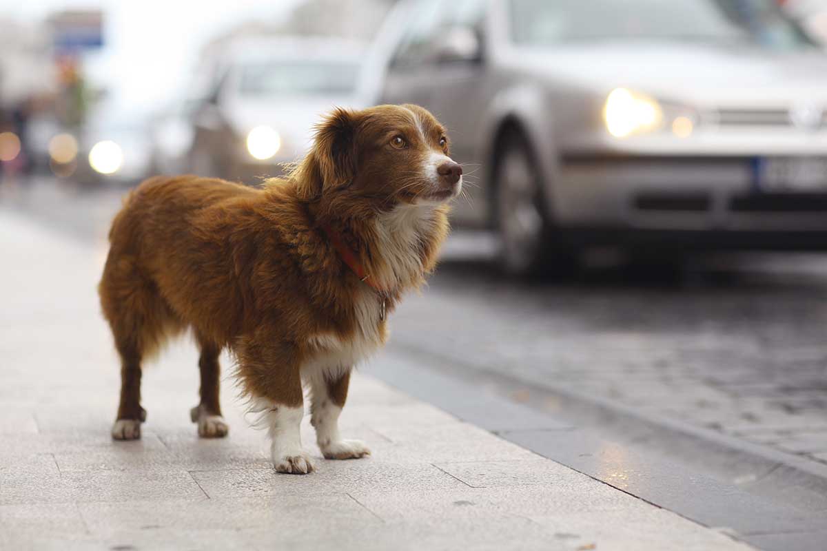 What to Do If You Find a Lost Dog