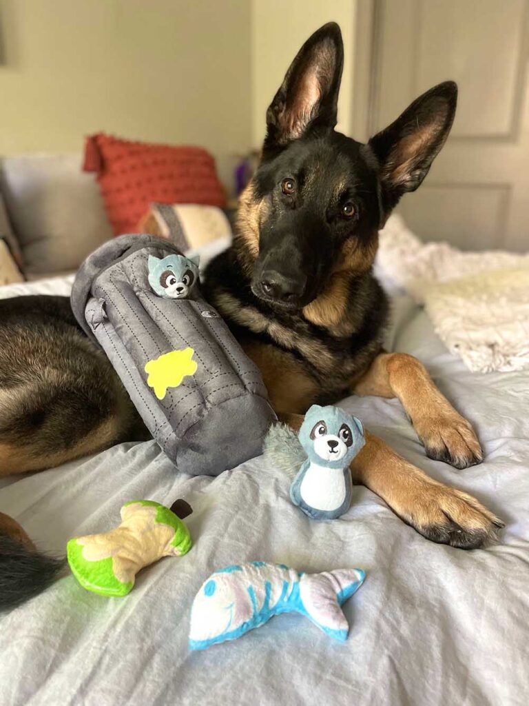 dog with hide a toy