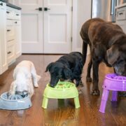 elevated dog food bowls