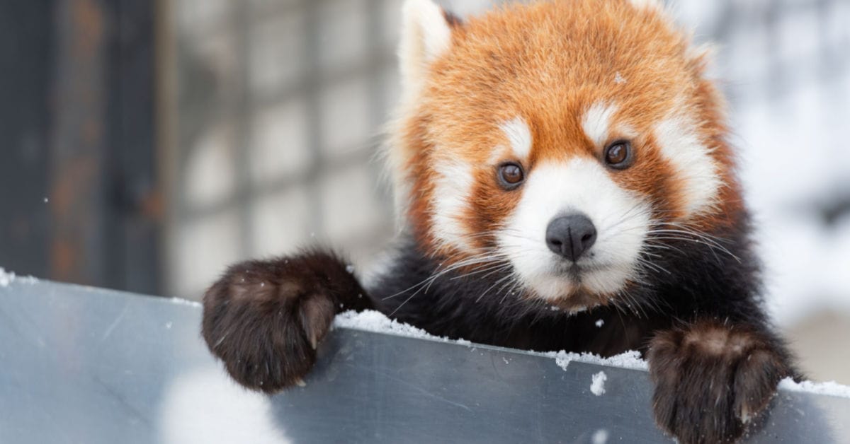 Zoo Animal Enrichment Around the World with Nina Ottosson Puzzles & Feeders