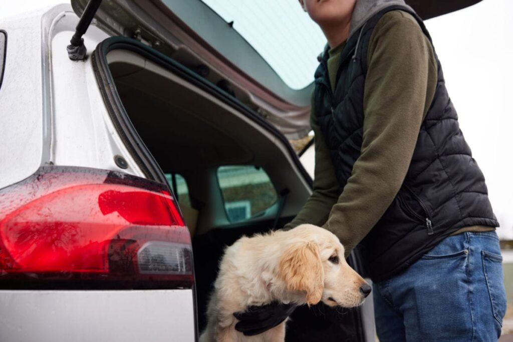 a man stealing a dog and putting it in his trunk