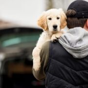 dognapping