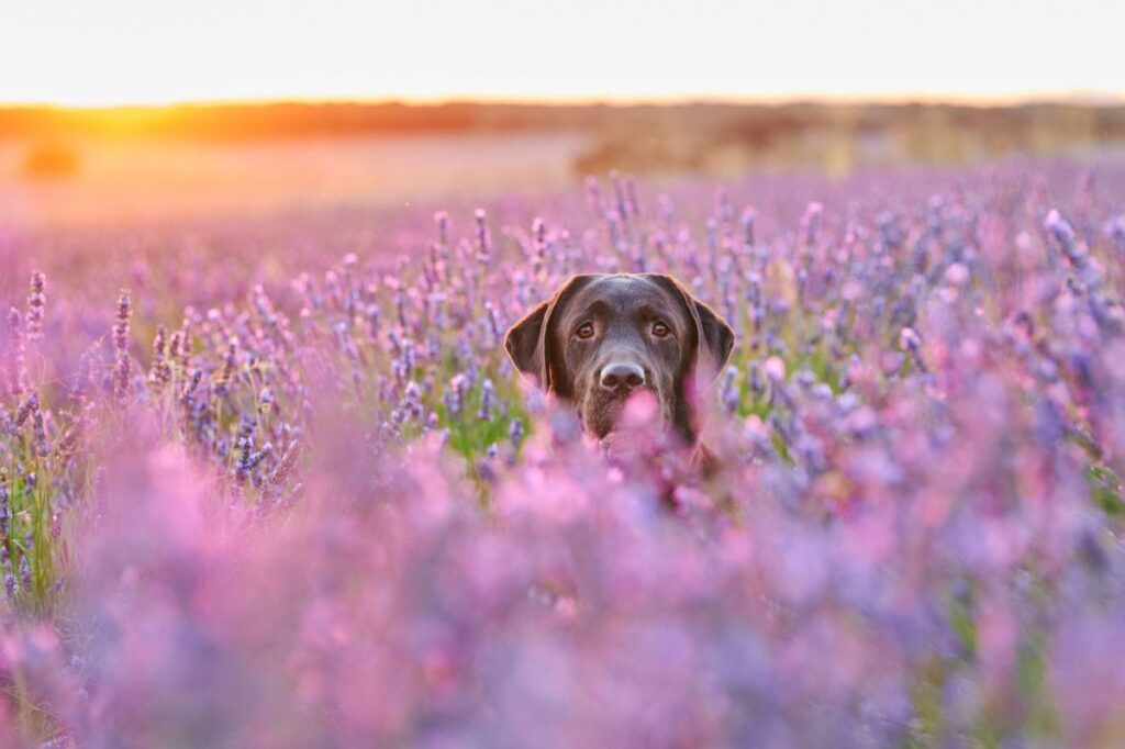 is lavender safe for dogs