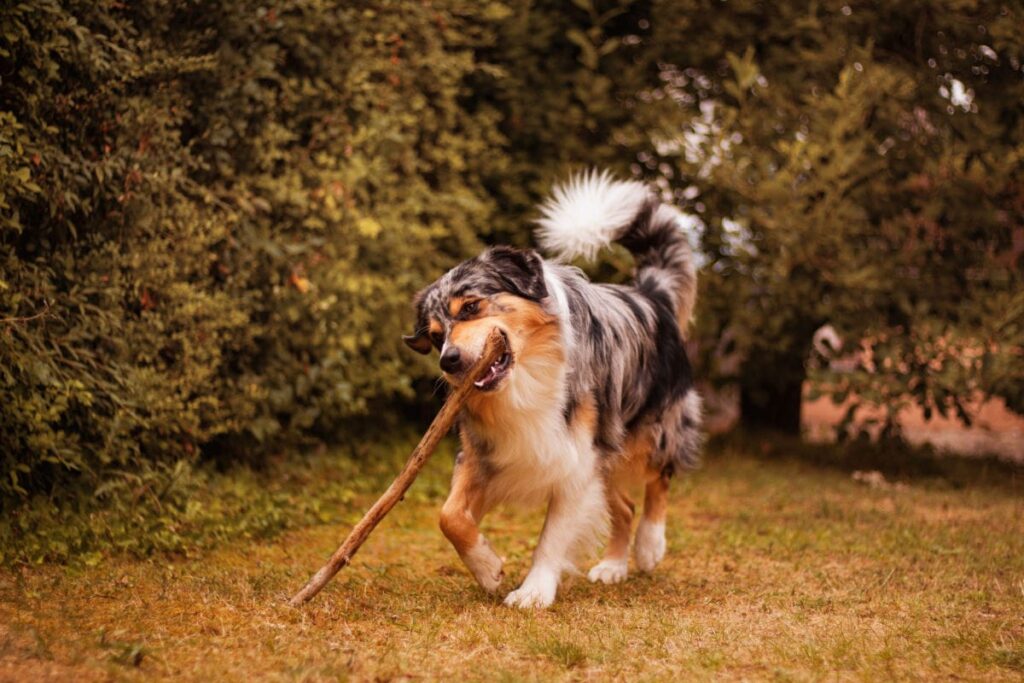 a happy dog with a stick