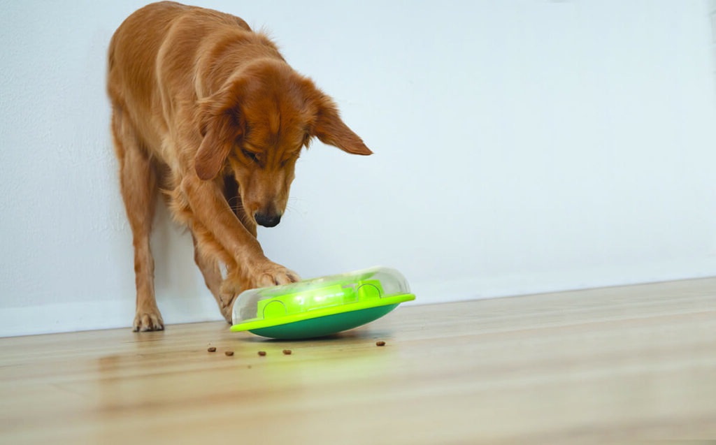 dog contrafreeloading