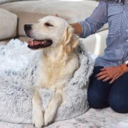 human petting their dog laying on a dog bed