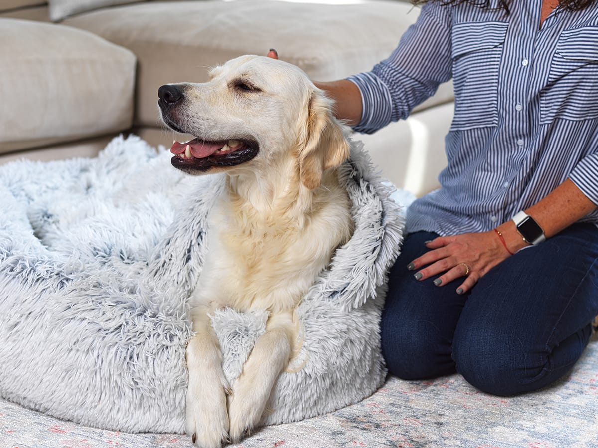 How Many Dog Beds Should a Dog Have?
