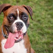 best toys for boxers