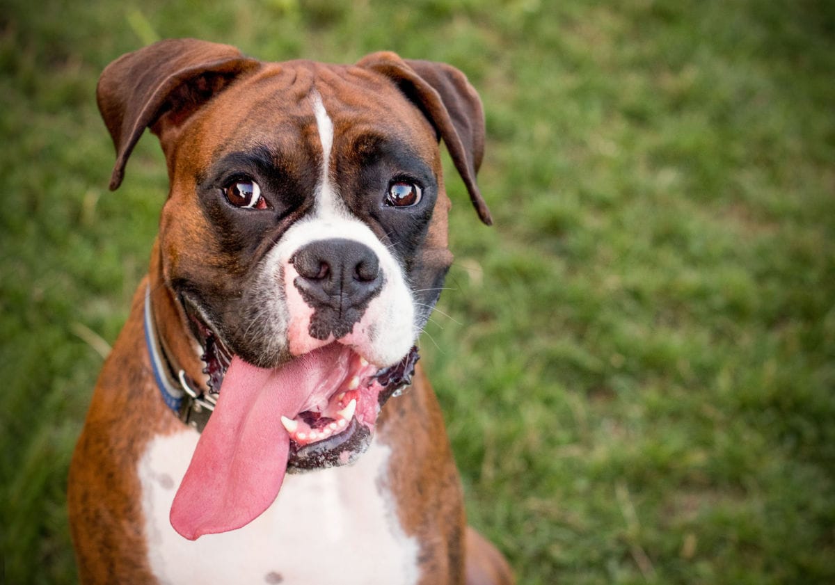 Best Toys for Boxers & Their High Energy