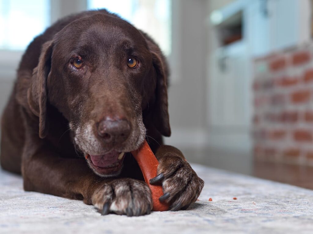 dog chewing on a dog chew