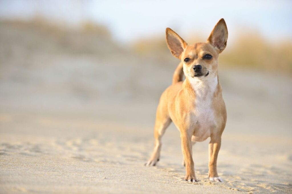 chihuahua on the beach