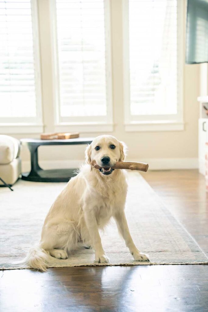 dog with chew toy