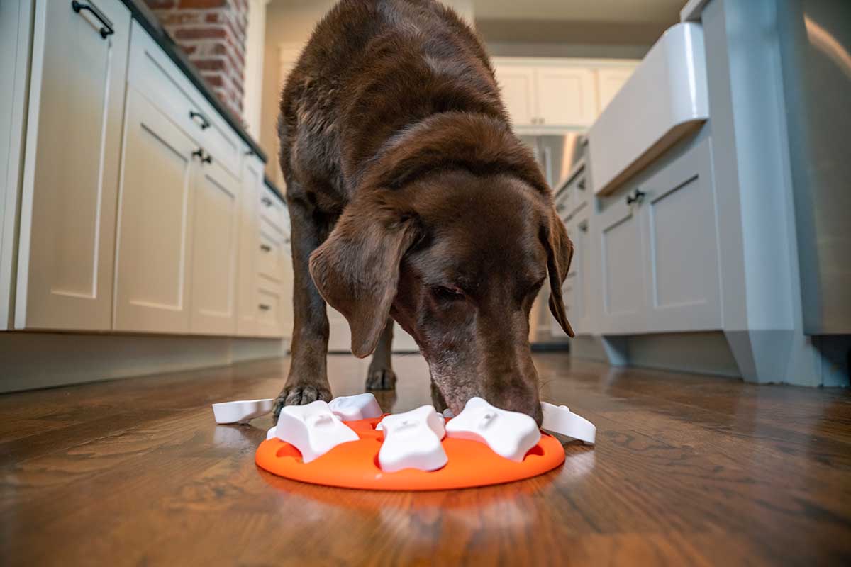 Brain Toys for Dogs on the Road to MENSA-Status