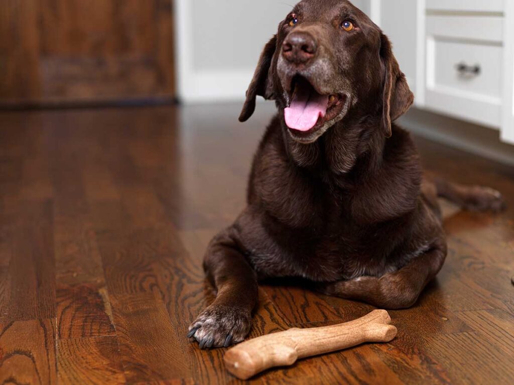 dog with chew toy